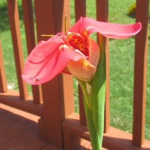 Day Lily 04 - _0730 600x600