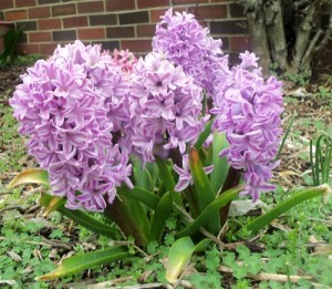 Hyacinth2014_1985