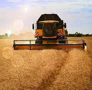 Pastor’s Ponderings: Called to Dive into the Corn Field!