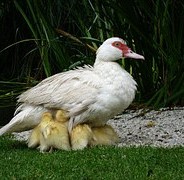 Things Moms Teach Us (5/10/15)
