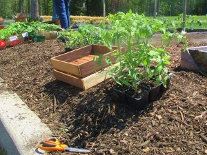 Kids Caring- Garden _IMG_2045