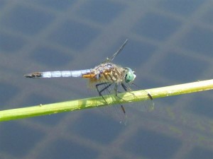 Elderberries Longwood201 - Dragonfly _P5295283