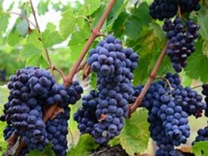 Grape Vine _italy-851204__400x300