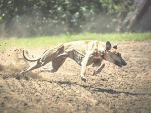 dog-859394_960_720 400x300