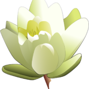 Now Taking Orders for Easter Lilies (4/7/14)